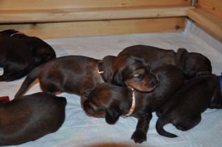 Jamniki d�ugow�ose